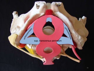 sup. transversus perineum
15
 