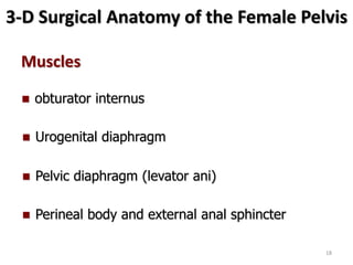 3-D Surgical Anatomy of the Female Pelvis
Muscles
 Urogenital diaphragm
 Pelvic diaphragm (levator ani)
 obturator internus
 Perineal body and external anal sphincter
18
 