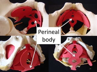 Perineal
body
23
 