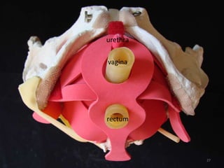 urethra
vagina
rectum
27
 