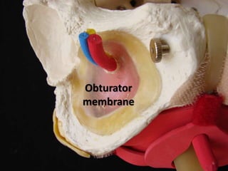 Obturator
membrane
6
 