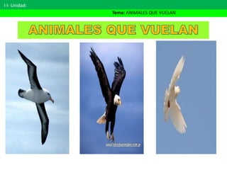 I I- Unidad:
Tema: ANIMALES QUE VUELAN
 