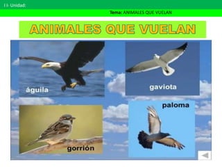 I I- Unidad:
Tema: ANIMALES QUE VUELAN
 