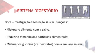 SISTEMA DIGESTÓRIO
Boca – mastigação e secreção salivar. Funções:
- Misturar o alimento com a saliva;
- Reduzir o tamanho das partículas alimentares;
- Misturar os glicídios ( carboidratos) com a amilase salivar.
 