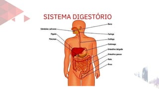 SISTEMA DIGESTÓRIO
 