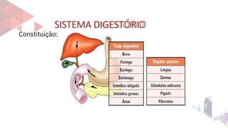 SISTEMA DIGESTÓRIO
Constituição:
 