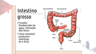 17ª aula Sistema Digestório para tecnicos de enfermagem