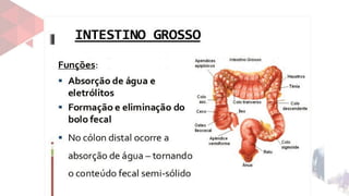 17ª aula Sistema Digestório para tecnicos de enfermagem