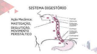 SISTEMA DIGESTÓRIO
Ação Mecânica:
MASTIGAÇÃO,
DEGLUTIÇÃO,
MOVIMENTO
PERISTÁLTICO
 