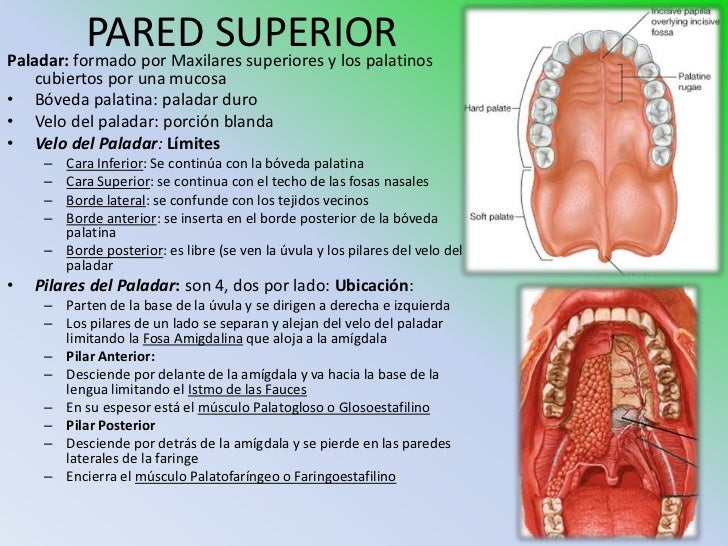 17 boca y masticacion