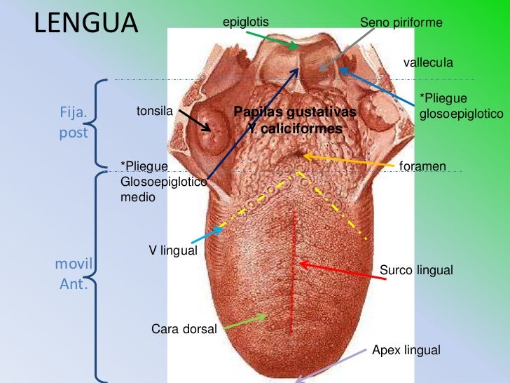 lengua pliegue lengua pliegue