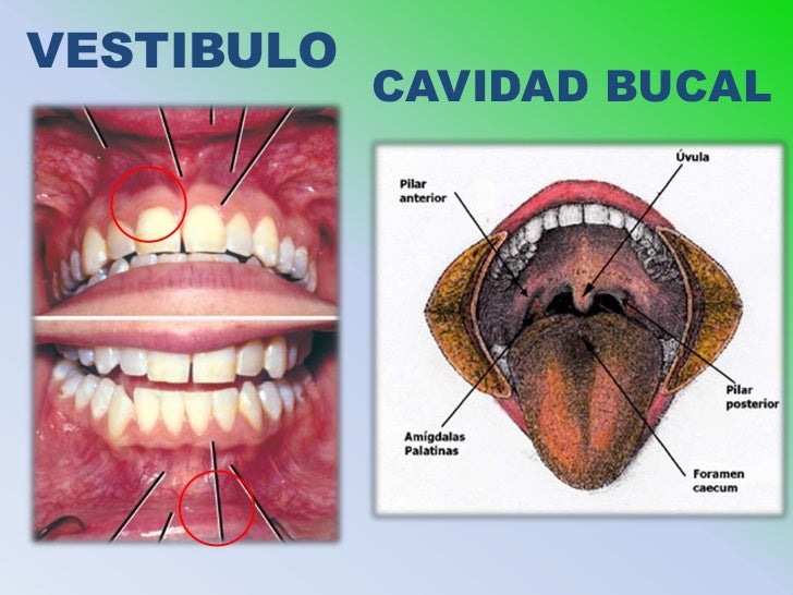 vestibulo y cavidad bucal 17 boca y masticacion vestibulo y cavidad bucal 17 boca y masticacion