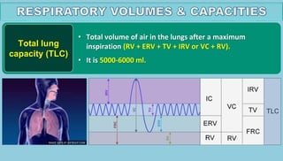 Vc Rvn 17_breathing_and_exchange_of_gases_1631097583256.ppt