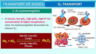 17_breathing_and_exchange_of_gases_1631097583256.ppt