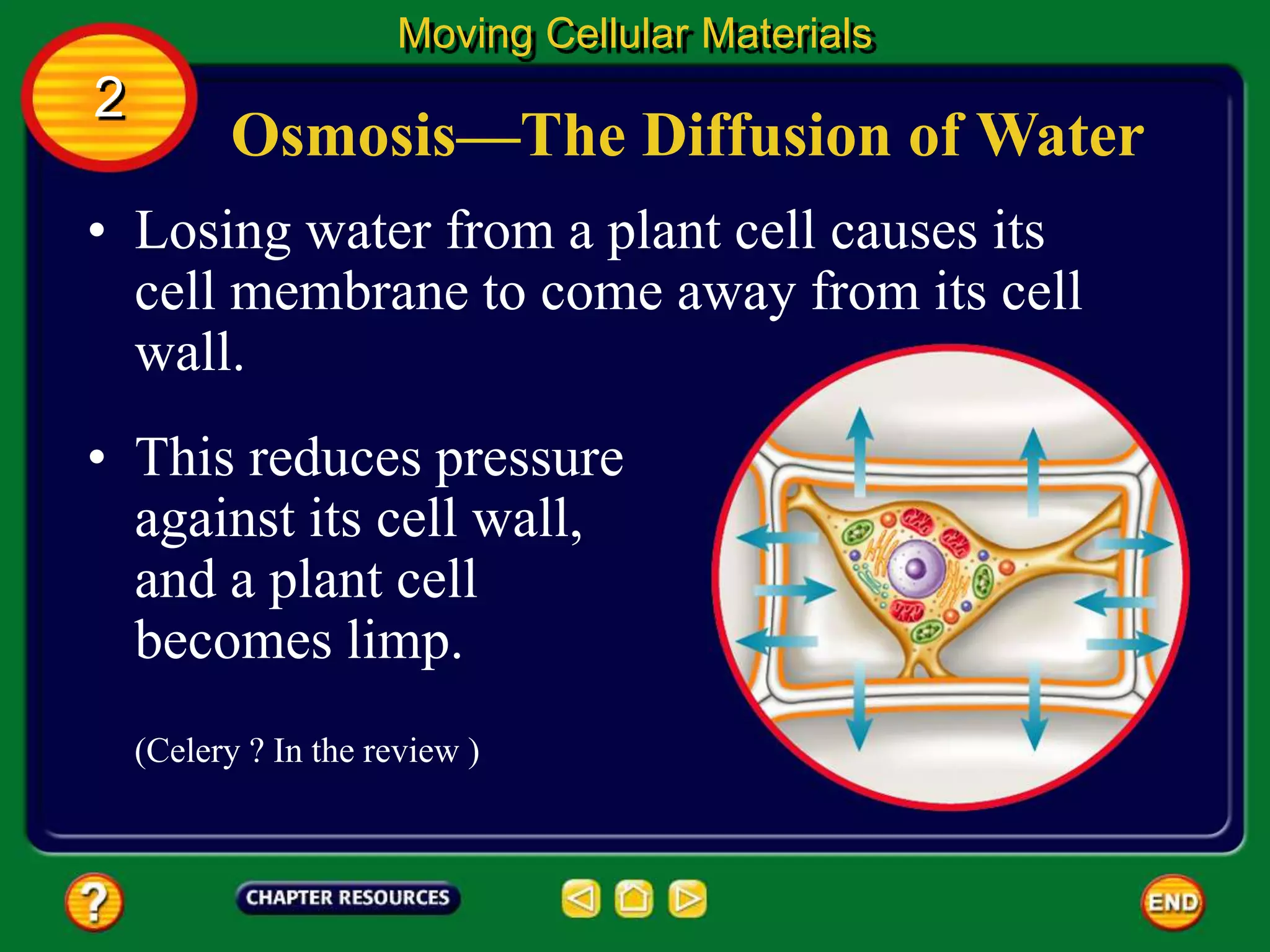 Osmosis—The Diffusion of Water
• Losing water from a plant cell causes its
cell membrane to come away from its cell
wall.
Moving Cellular Materials
2
• This reduces pressure
against its cell wall,
and a plant cell
becomes limp.
(Celery ? In the review )
 