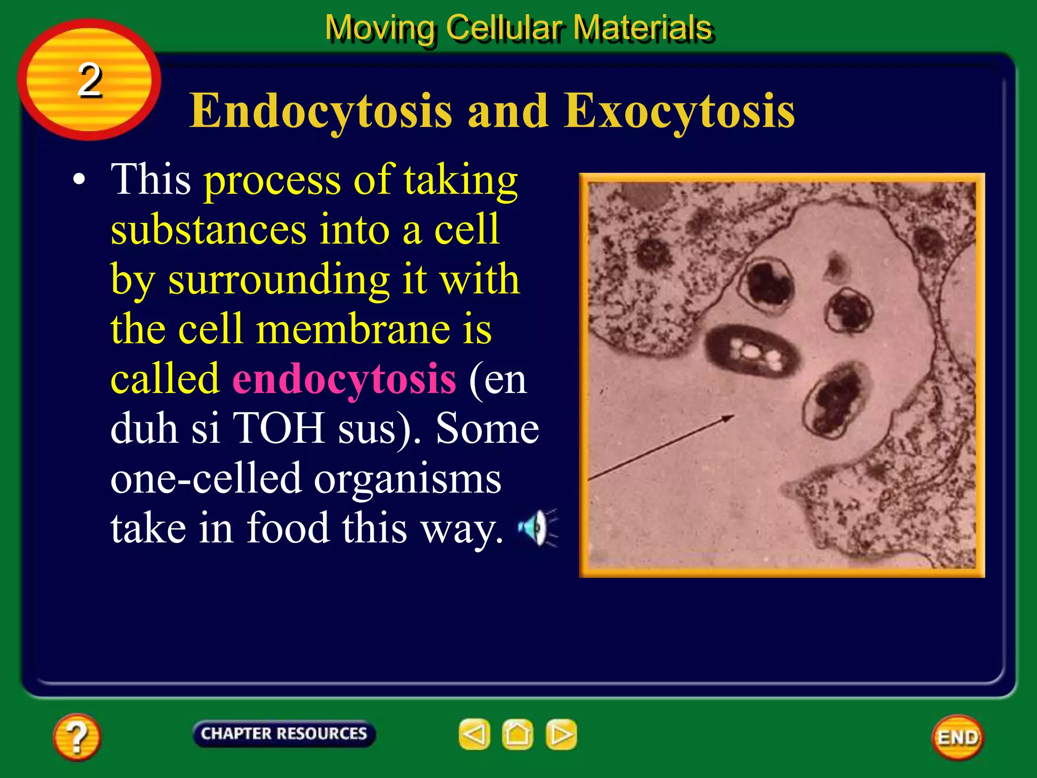 Endocytosis and Exocytosis
• This process of taking
substances into a cell
by surrounding it with
the cell membrane is
called endocytosis (en
duh si TOH sus). Some
one-celled organisms
take in food this way.
Moving Cellular Materials
2
 
