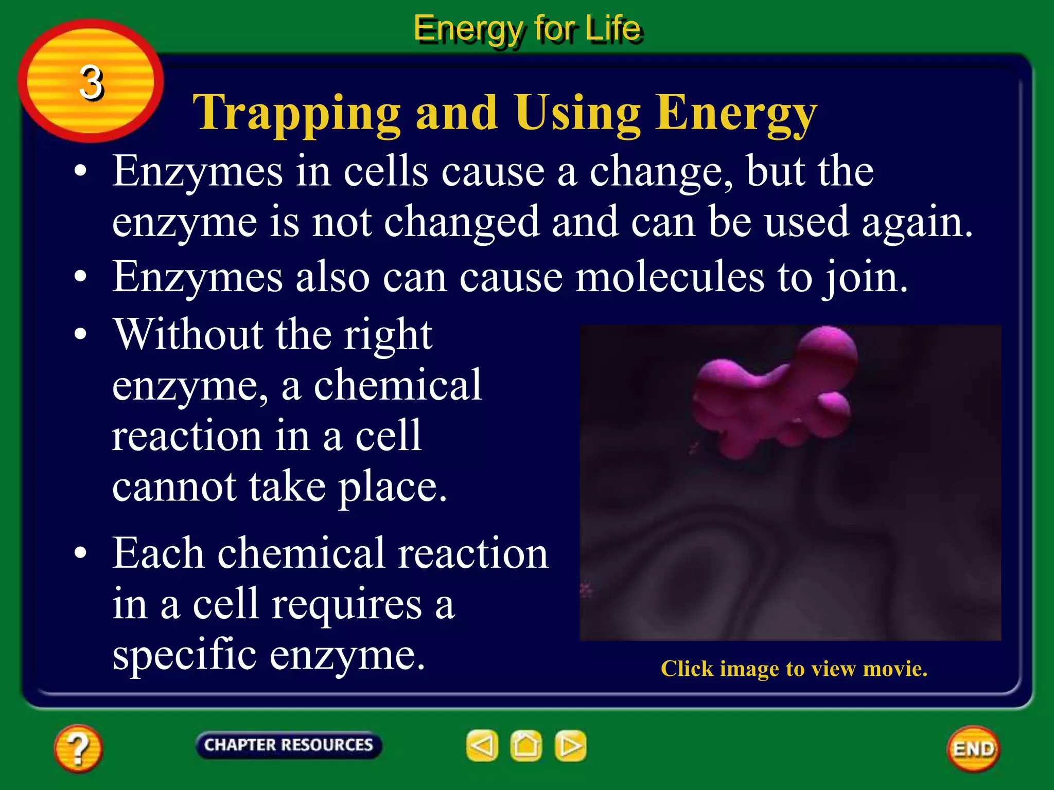 Trapping and Using Energy
• Enzymes in cells cause a change, but the
enzyme is not changed and can be used again.
• Enzymes also can cause molecules to join.
Energy for Life
3
• Without the right
enzyme, a chemical
reaction in a cell
cannot take place.
• Each chemical reaction
in a cell requires a
specific enzyme. Click image to view movie.
 