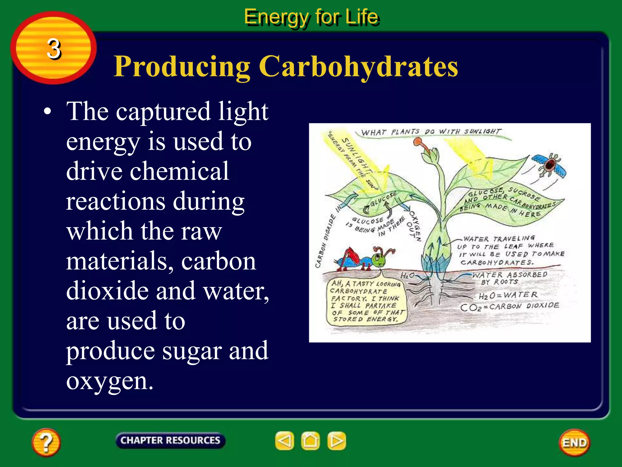 Producing Carbohydrates
• The captured light
energy is used to
drive chemical
reactions during
which the raw
materials, carbon
dioxide and water,
are used to
produce sugar and
oxygen.
Energy for Life
3
 