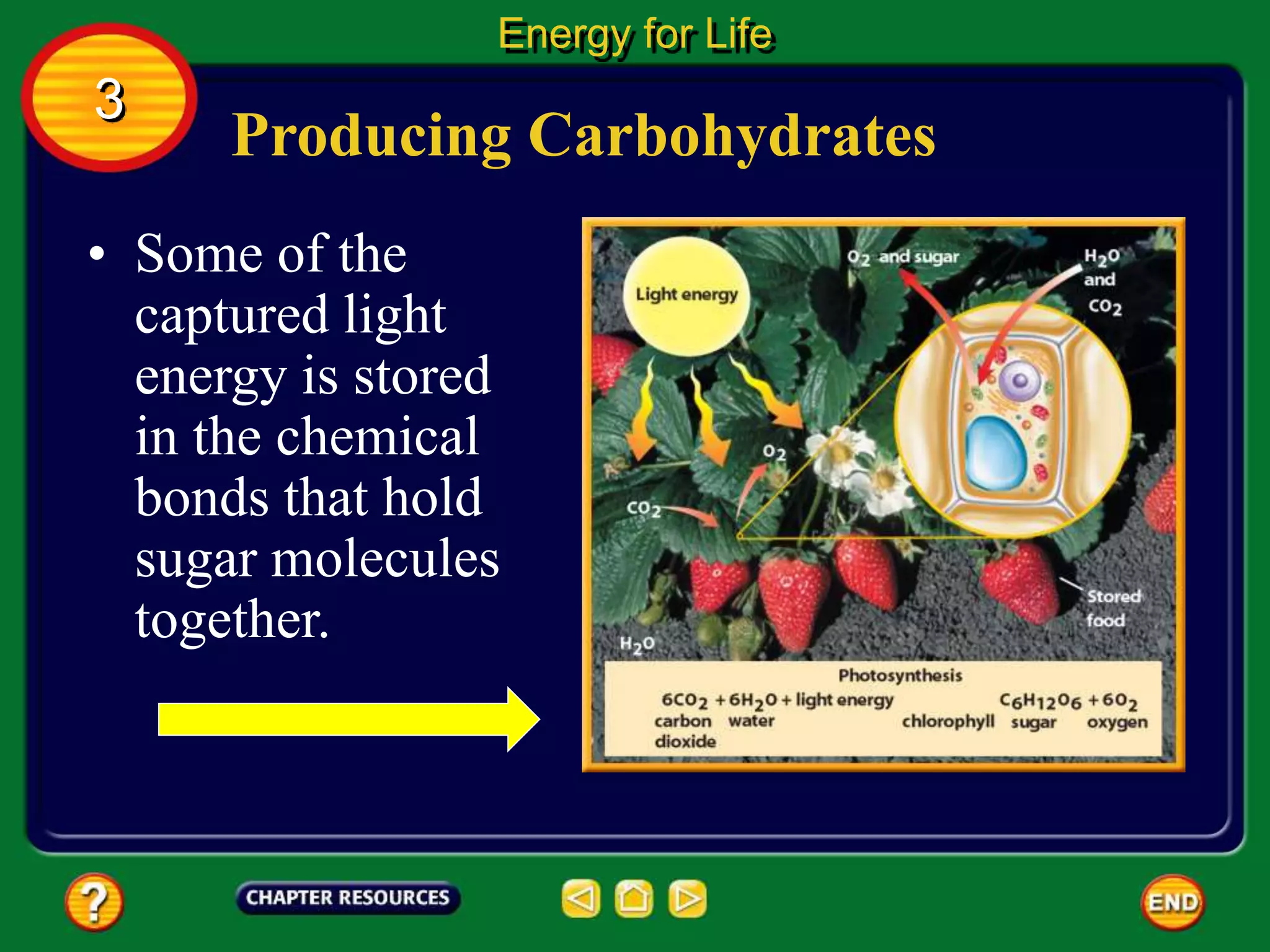 Producing Carbohydrates
• Some of the
captured light
energy is stored
in the chemical
bonds that hold
sugar molecules
together.
Energy for Life
3
 