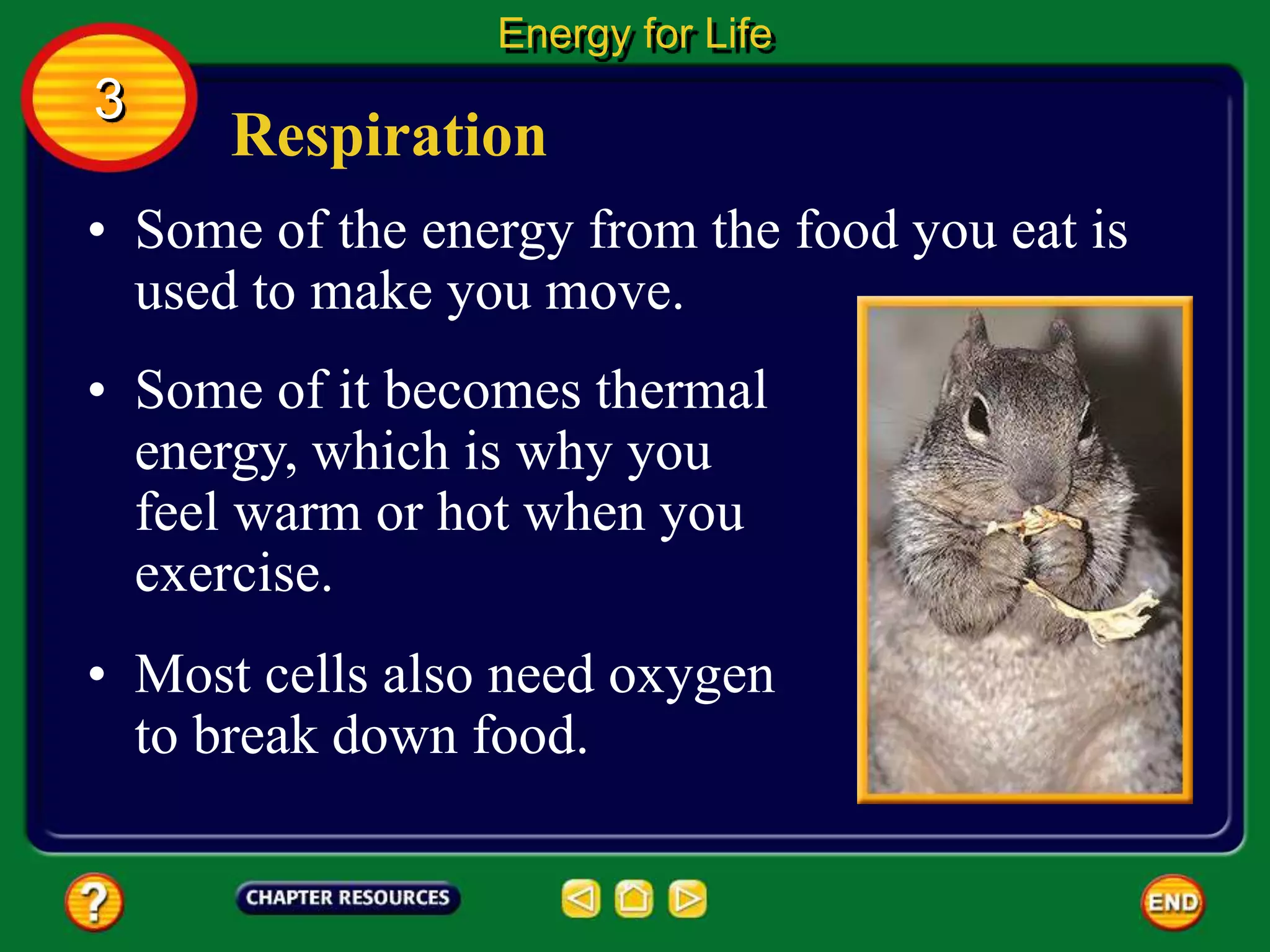 Respiration
• Some of the energy from the food you eat is
used to make you move.
Energy for Life
3
• Some of it becomes thermal
energy, which is why you
feel warm or hot when you
exercise.
• Most cells also need oxygen
to break down food.
 