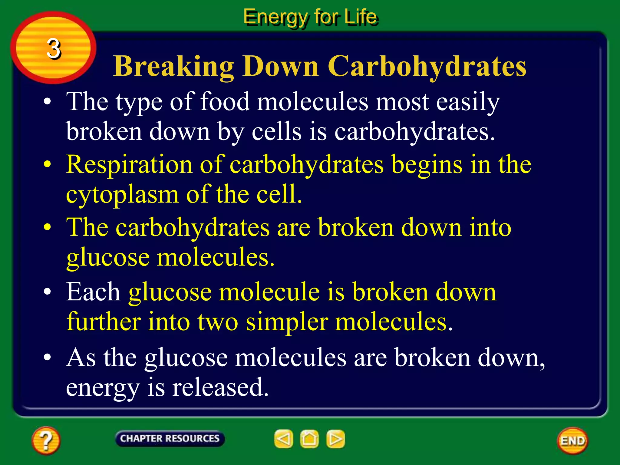 Breaking Down Carbohydrates
• The type of food molecules most easily
broken down by cells is carbohydrates.
Energy for Life
3
• Respiration of carbohydrates begins in the
cytoplasm of the cell.
• The carbohydrates are broken down into
glucose molecules.
• Each glucose molecule is broken down
further into two simpler molecules.
• As the glucose molecules are broken down,
energy is released.
 