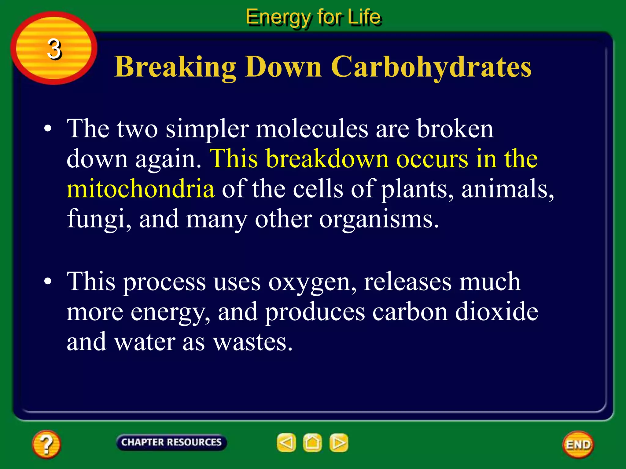 Breaking Down Carbohydrates
• The two simpler molecules are broken
down again. This breakdown occurs in the
mitochondria of the cells of plants, animals,
fungi, and many other organisms.
Energy for Life
3
• This process uses oxygen, releases much
more energy, and produces carbon dioxide
and water as wastes.
 