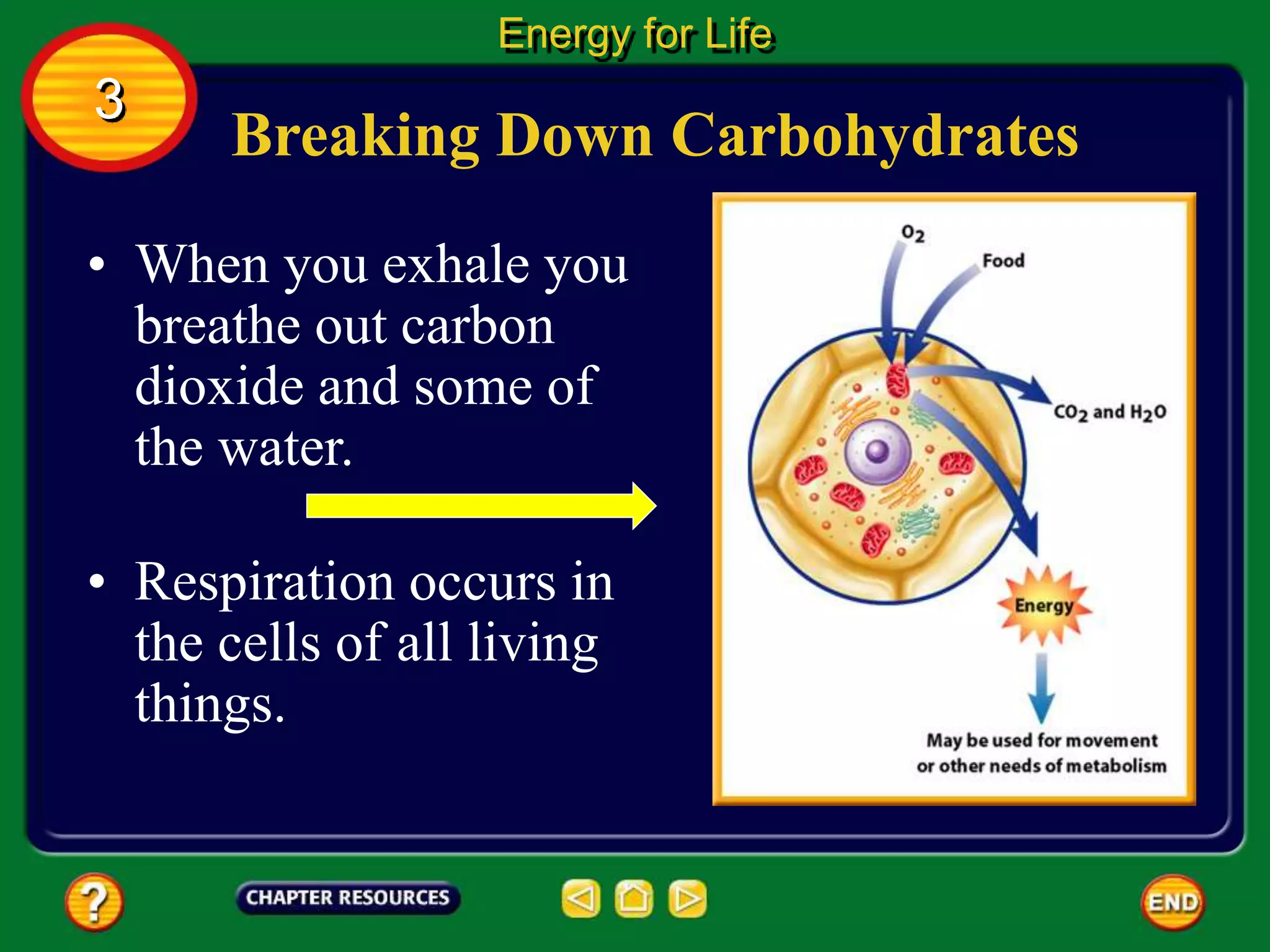 Breaking Down Carbohydrates
• When you exhale you
breathe out carbon
dioxide and some of
the water.
Energy for Life
3
• Respiration occurs in
the cells of all living
things.
 
