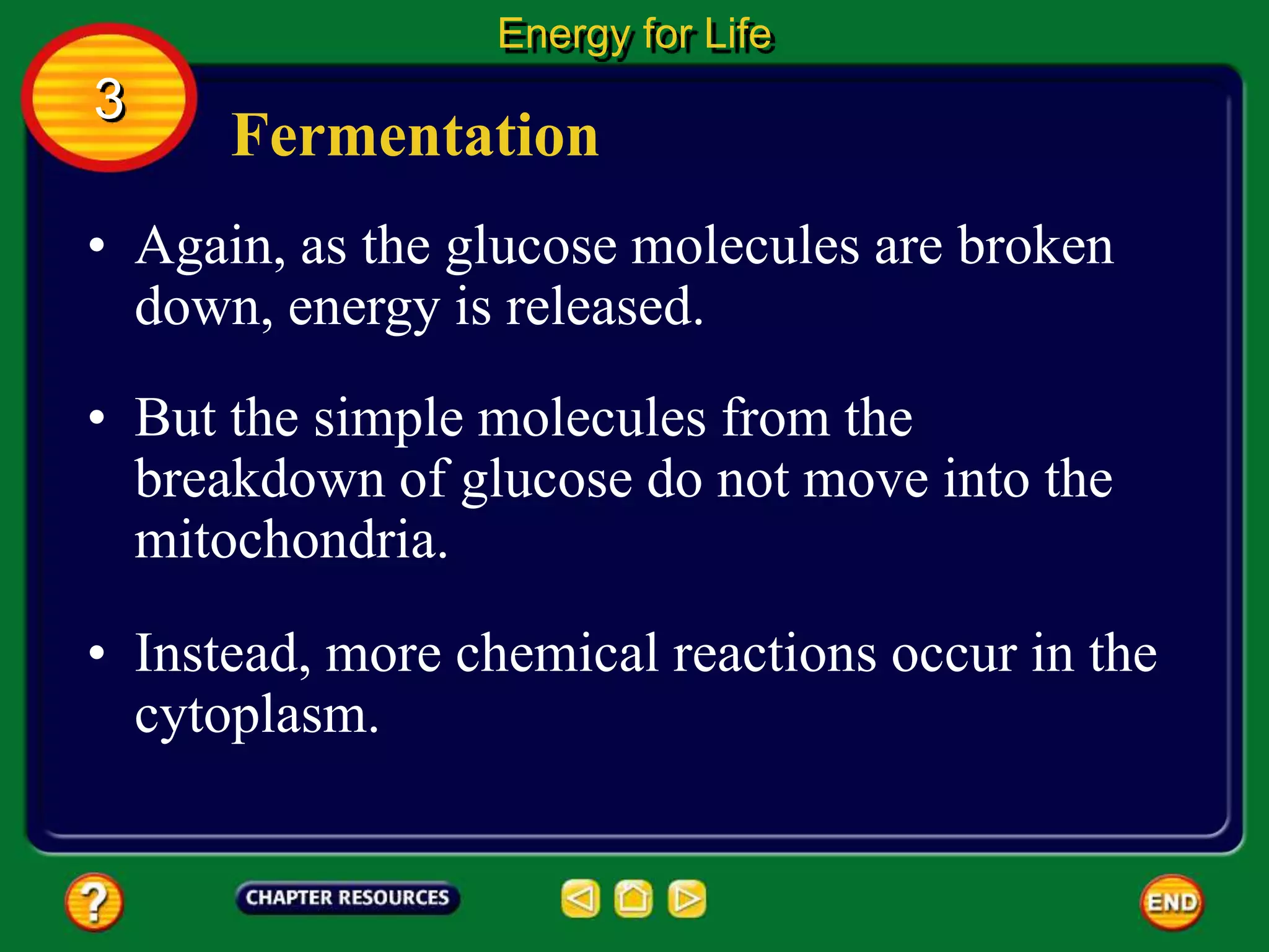 Fermentation
• Again, as the glucose molecules are broken
down, energy is released.
Energy for Life
3
• But the simple molecules from the
breakdown of glucose do not move into the
mitochondria.
• Instead, more chemical reactions occur in the
cytoplasm.
 