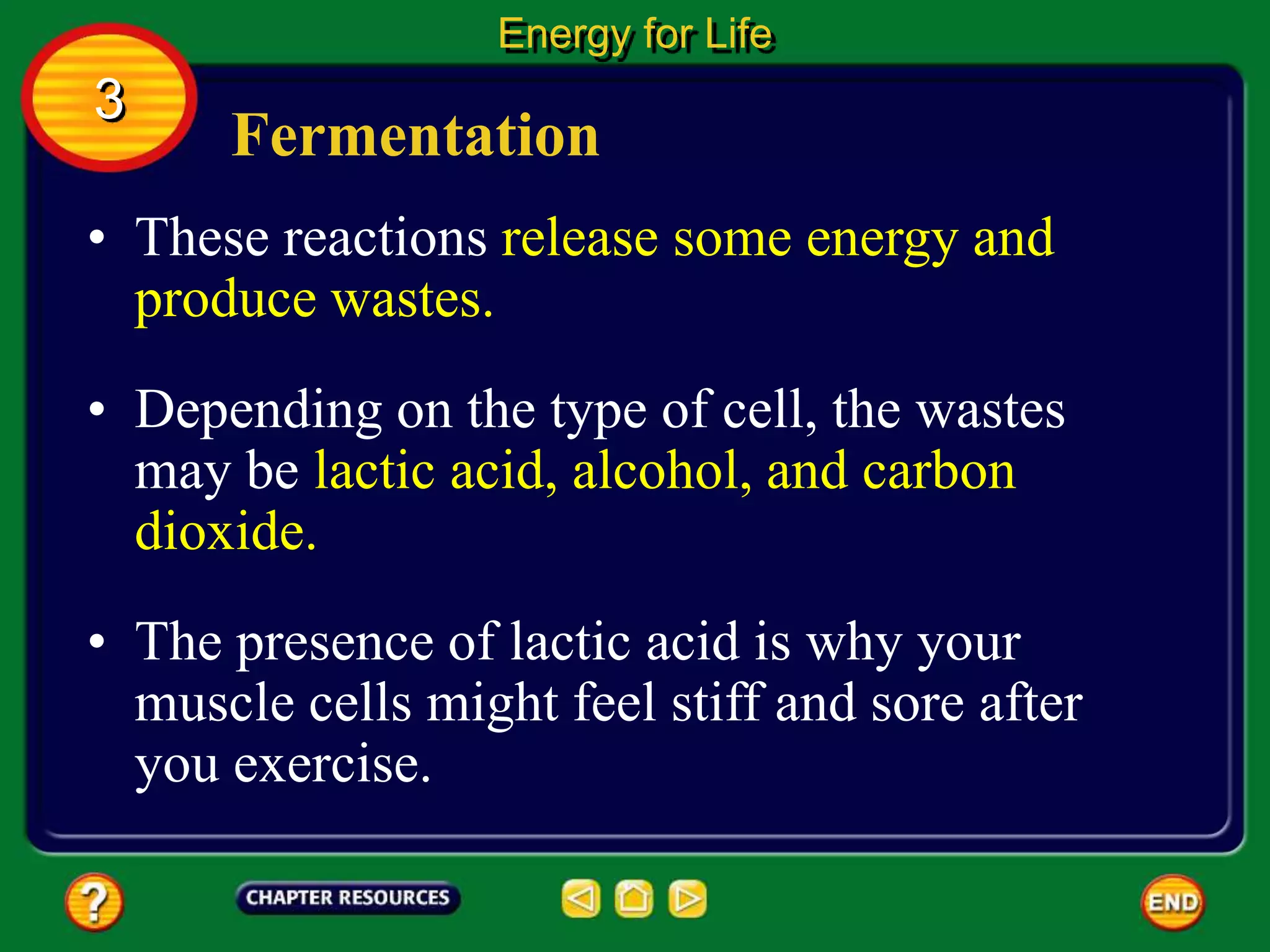 Fermentation
• These reactions release some energy and
produce wastes.
Energy for Life
3
• Depending on the type of cell, the wastes
may be lactic acid, alcohol, and carbon
dioxide.
• The presence of lactic acid is why your
muscle cells might feel stiff and sore after
you exercise.
 