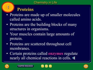 • Certain proteins called enzymes regulate
nearly all chemical reactions in cells.
• Proteins are made up of smaller molecules
called amino acids.
Proteins
Chemistry in Life
1
• Proteins are the building blocks of many
structures in organisms.
• Your muscles contain large amounts of
protein.
• Proteins are scattered throughout cell
membranes.
 