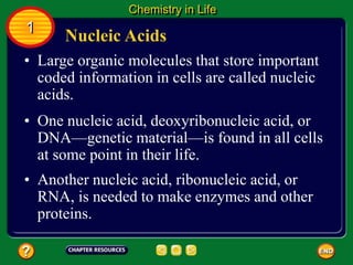 • Another nucleic acid, ribonucleic acid, or
RNA, is needed to make enzymes and other
proteins.
• Large organic molecules that store important
coded information in cells are called nucleic
acids.
Nucleic Acids
Chemistry in Life
1
• One nucleic acid, deoxyribonucleic acid, or
DNA—genetic material—is found in all cells
at some point in their life.
 