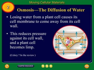 Osmosis—The Diffusion of Water
• Losing water from a plant cell causes its
cell membrane to come away from its cell
wall.
Moving Cellular Materials
2
• This reduces pressure
against its cell wall,
and a plant cell
becomes limp.
(Celery ? In the review )
 