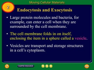 Endocytosis and Exocytosis
• Large protein molecules and bacteria, for
example, can enter a cell when they are
surrounded by the cell membrane.
Moving Cellular Materials
2
• The cell membrane folds in on itself,
enclosing the item in a sphere called a vesicle.
• Vesicles are transport and storage structures
in a cell’s cytoplasm.
 