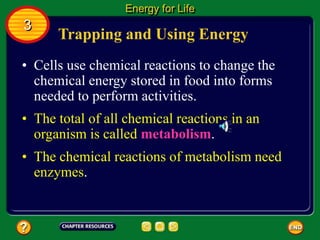 Trapping and Using Energy
• Cells use chemical reactions to change the
chemical energy stored in food into forms
needed to perform activities.
• The total of all chemical reactions in an
organism is called metabolism.
Energy for Life
3
• The chemical reactions of metabolism need
enzymes.
 