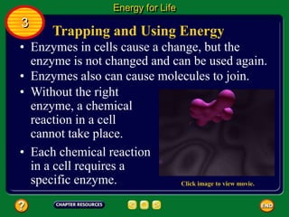 Trapping and Using Energy
• Enzymes in cells cause a change, but the
enzyme is not changed and can be used again.
• Enzymes also can cause molecules to join.
Energy for Life
3
• Without the right
enzyme, a chemical
reaction in a cell
cannot take place.
• Each chemical reaction
in a cell requires a
specific enzyme. Click image to view movie.
 