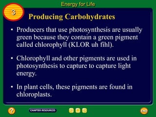 Producing Carbohydrates
• Producers that use photosynthesis are usually
green because they contain a green pigment
called chlorophyll (KLOR uh fihl).
• Chlorophyll and other pigments are used in
photosynthesis to capture to capture light
energy.
Energy for Life
3
• In plant cells, these pigments are found in
chloroplasts.
 