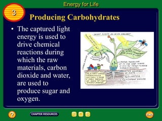 Producing Carbohydrates
• The captured light
energy is used to
drive chemical
reactions during
which the raw
materials, carbon
dioxide and water,
are used to
produce sugar and
oxygen.
Energy for Life
3
 