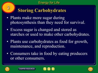 Storing Carbohydrates
• Plants make more sugar during
photosynthesis than they need for survival.
Energy for Life
3
• Excess sugar is changed and stored as
starches or used to make other carbohydrates.
• Plants use carbohydrates as food for growth,
maintenance, and reproduction.
• Consumers take in food by eating producers
or other consumers.
 