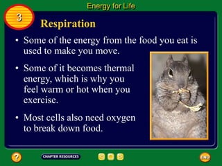 Respiration
• Some of the energy from the food you eat is
used to make you move.
Energy for Life
3
• Some of it becomes thermal
energy, which is why you
feel warm or hot when you
exercise.
• Most cells also need oxygen
to break down food.
 