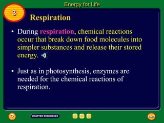 Respiration
• During respiration, chemical reactions
occur that break down food molecules into
simpler substances and release their stored
energy.
Energy for Life
3
• Just as in photosynthesis, enzymes are
needed for the chemical reactions of
respiration.
 