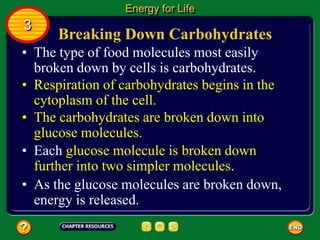 Breaking Down Carbohydrates
• The type of food molecules most easily
broken down by cells is carbohydrates.
Energy for Life
3
• Respiration of carbohydrates begins in the
cytoplasm of the cell.
• The carbohydrates are broken down into
glucose molecules.
• Each glucose molecule is broken down
further into two simpler molecules.
• As the glucose molecules are broken down,
energy is released.
 