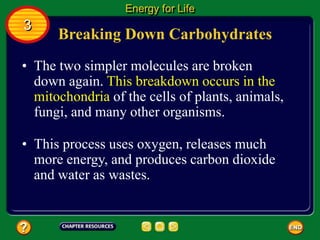 Breaking Down Carbohydrates
• The two simpler molecules are broken
down again. This breakdown occurs in the
mitochondria of the cells of plants, animals,
fungi, and many other organisms.
Energy for Life
3
• This process uses oxygen, releases much
more energy, and produces carbon dioxide
and water as wastes.
 