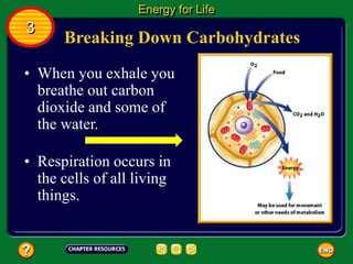 Breaking Down Carbohydrates
• When you exhale you
breathe out carbon
dioxide and some of
the water.
Energy for Life
3
• Respiration occurs in
the cells of all living
things.
 