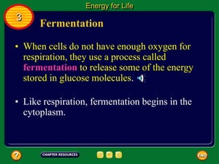 Fermentation
• When cells do not have enough oxygen for
respiration, they use a process called
fermentation to release some of the energy
stored in glucose molecules.
Energy for Life
3
• Like respiration, fermentation begins in the
cytoplasm.
 