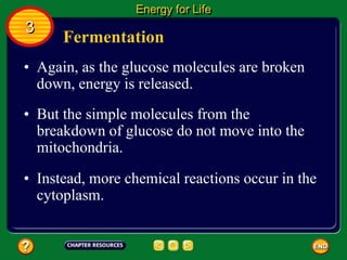 Fermentation
• Again, as the glucose molecules are broken
down, energy is released.
Energy for Life
3
• But the simple molecules from the
breakdown of glucose do not move into the
mitochondria.
• Instead, more chemical reactions occur in the
cytoplasm.
 
