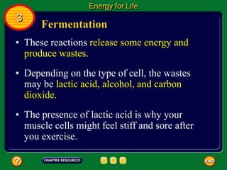 Fermentation
• These reactions release some energy and
produce wastes.
Energy for Life
3
• Depending on the type of cell, the wastes
may be lactic acid, alcohol, and carbon
dioxide.
• The presence of lactic acid is why your
muscle cells might feel stiff and sore after
you exercise.
 