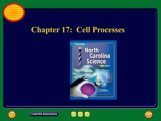 Chapter 17: Cell Processes
 