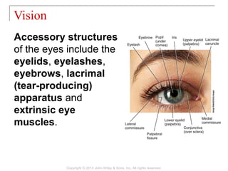 17 [chapter 17 the special senses] | PPT