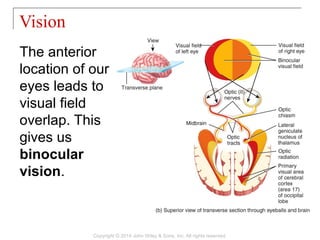 17 [chapter 17 the special senses] | PPT