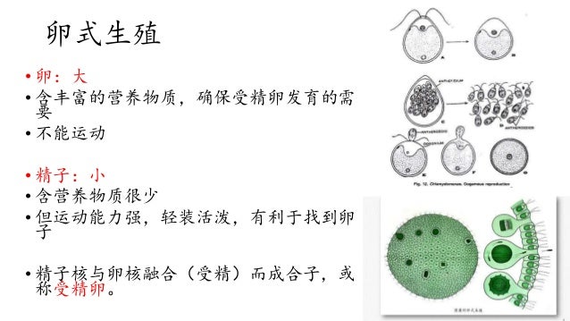 统考生物第十七章生殖